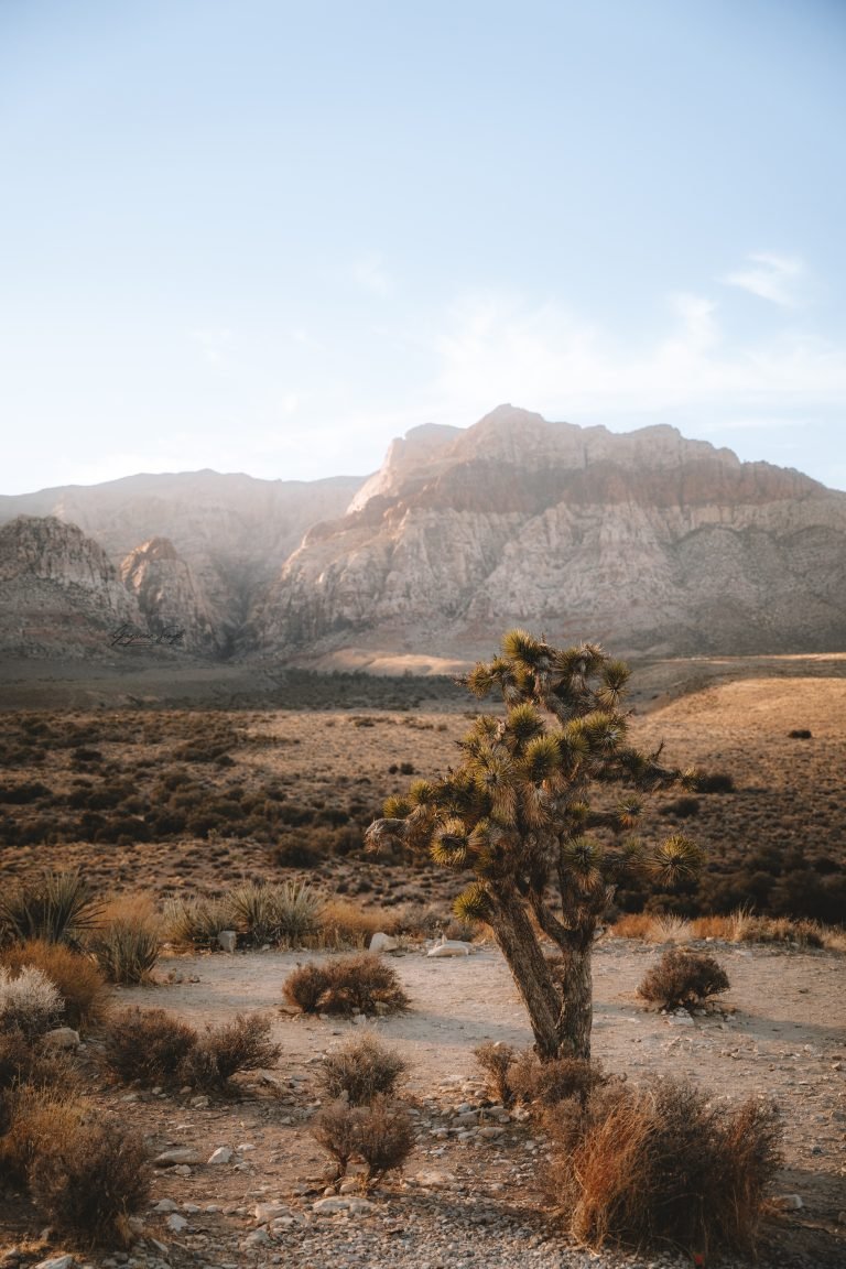 My Nevada Travel